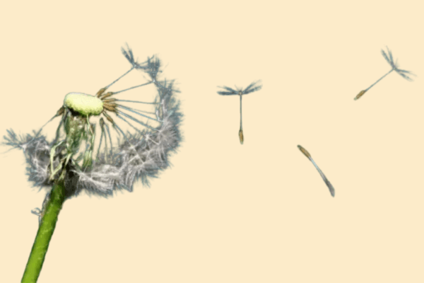 Thoughts on Community image